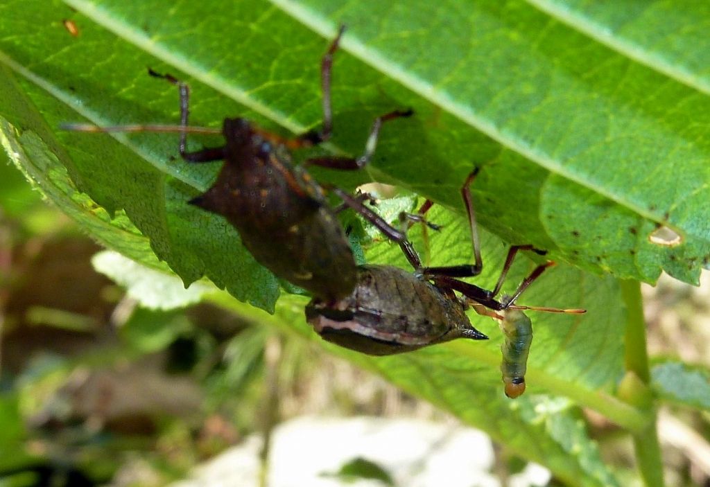 Galleria di insetti predatori e loro prede